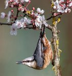 291 - NUTHATCH IN CHERRY BLOSSO - SUTTON LEE - united kingdom <div